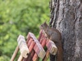 Close up cute Red squirrel, Sciurus vulgaris sits on the wooden planks. Selective focus, copy space