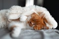 Close-up of cute red-white cat sleeping under warm blanket on bed. Royalty Free Stock Photo