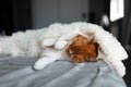 Close-up of cute red-white cat sleeping under warm blanket on bed. Royalty Free Stock Photo