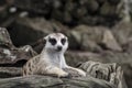 Close up cute relax meerkat suricatta that small animal lying or sit on log timber wood over blur nature background