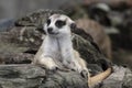 Close up cute relax meerkat suricatta that small animal lying or sit on log timber wood over blur nature background