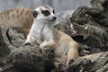 Close up cute relax meerkat suricatta that small animal lying or sit on log timber wood over blur nature background