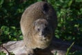 Close up of a cute Rock Hyrax at Storms River Mouth