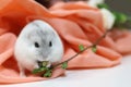 A close up of a cute russian dwarf hamster Royalty Free Stock Photo