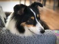 Close up on cute Shetland sheep dog resting on the armchair Royalty Free Stock Photo