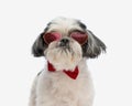 close up of cute shih tzu wearing heart sunglasses Royalty Free Stock Photo