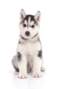 Siberian husky puppy sitting on white background Royalty Free Stock Photo