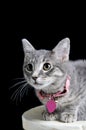 Close up of cute silver kitten sitting on white table ready to pounce