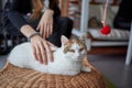 Close up of a cute sleeping kitty-cat in the woman& x27;s hands. Woman stroking her lovely little pet. Indoor. Royalty Free Stock Photo