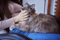 Close up of a cute sleeping kitty-cat in the woman& x27;s hands. Woman stroking her lovely little pet. Indoor. Royalty Free Stock Photo