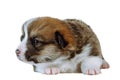 Close-up cute, sleepy striped brown and white Pembroke Welsh corgi puppy resting on the floor and looking left. Isolated
