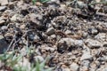 Close up cute small Even-fingered gecko genus Alsophylax on ground Royalty Free Stock Photo