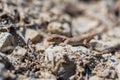 Close up cute small Even-fingered gecko genus Alsophylax on ground Royalty Free Stock Photo