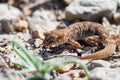 Close up cute small Even-fingered gecko genus Alsophylax on ground Royalty Free Stock Photo