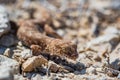 Close up cute small Even-fingered gecko genus Alsophylax on ground Royalty Free Stock Photo