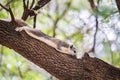 Close-up cute small squirrel lay down on tree branch and enjoy eating nut with with blurred background, chatuchak park, Bangkok,