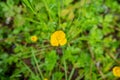 Close up cute small yellow flowers on blurred green plants background