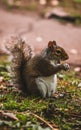 Close up of a cute squirrel eating nuts Royalty Free Stock Photo