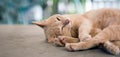 Close up cute  stray cat sleep on floor Royalty Free Stock Photo