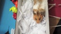 Close up of cute syrian hamster going throung the cardboard maze filed with paper cuts
