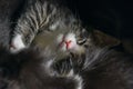 Close up of cute tabby kitten sleeping on carpet Royalty Free Stock Photo