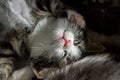 Close up of cute tabby kitten sleeping on carpet Royalty Free Stock Photo