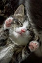 Close up of cute tabby kitten sleeping on carpet Royalty Free Stock Photo