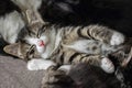 Close up of cute tabby kitten sleeping on carpet Royalty Free Stock Photo