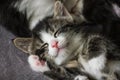 Close up of cute tabby kitten sleeping on carpet Royalty Free Stock Photo