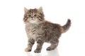 Close up of cute tabby kitten standing on white background Royalty Free Stock Photo
