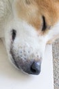 Close up cute Thai Bang Kaew dog face