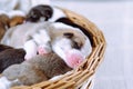 Close up cute, tricolored snoozing Welsh corgis in wicker baskets on a white background. Protecting and caring for pets Royalty Free Stock Photo