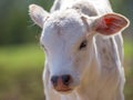 Close up of a cute white calf (Bos taurus) looking into the camera on a sunny day