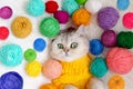 Close up of a cute white cat lies in a yellow clothes , on a fluffy blanket with colorful yarn. Royalty Free Stock Photo