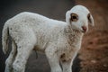 Close Up of Cute White indian Sheep Royalty Free Stock Photo