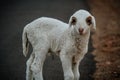Close Up of Cute White indian Sheep Royalty Free Stock Photo