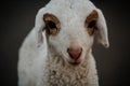 Close Up of Cute White indian Sheep Royalty Free Stock Photo