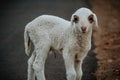 Close Up of Cute White indian Sheep Royalty Free Stock Photo