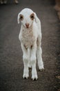 Close Up of Cute White indian Sheep Royalty Free Stock Photo