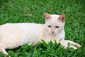 Close up cute white kitten cat on grass in garden. Royalty Free Stock Photo