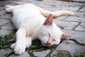 Close up cute white kitten cat sleep on cement floor. Royalty Free Stock Photo