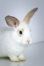 Close up of cute white rabbit with long brown ears on white background adorable bunny pat