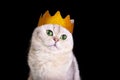 A close-up of a cute white royal cat in a golden crown, sitting on black background