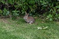 Close-up of a cute wild brush rabbit in Goleta, California