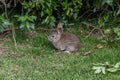 Close-up of a cute wild brush rabbit in Goleta, California Royalty Free Stock Photo