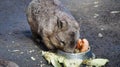 Closeup of cute Wombat, Australia, disappearing species Royalty Free Stock Photo