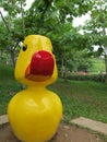 Close up cute yellow duck animal in garden.