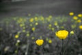 Close up cute yellow flower on blurred black and white background Royalty Free Stock Photo