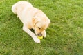 Close up of a cute yellow labrador puppy playing with a green tennis ball in the grass outdoors. Shallow depth of field.
