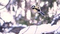 Close up for cute, yellow titmouse sitting on a snowy branch of a tree and then flying away over blurred background